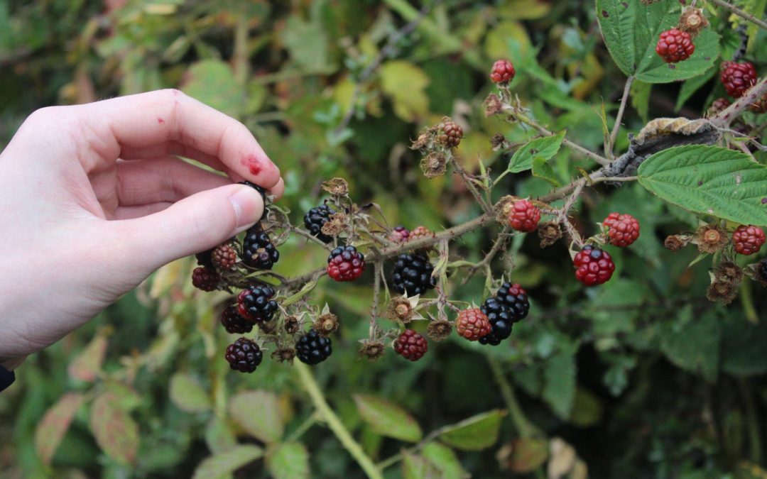 5 Signs Your Yard Needs Professional Blackberry Removal