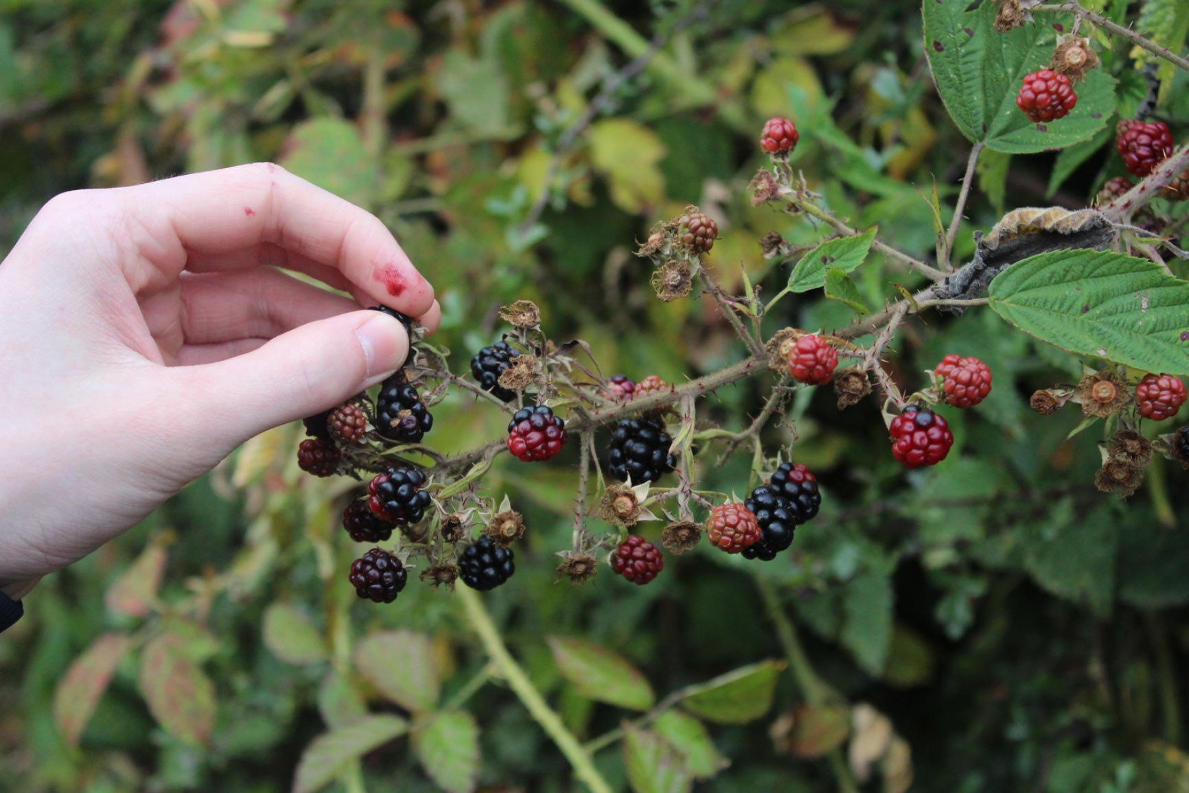 bb-removal-img-2 Hand-picking ripe blackberries from a bush in Salem, surrounded by lush green leaves and unripe red berries.
