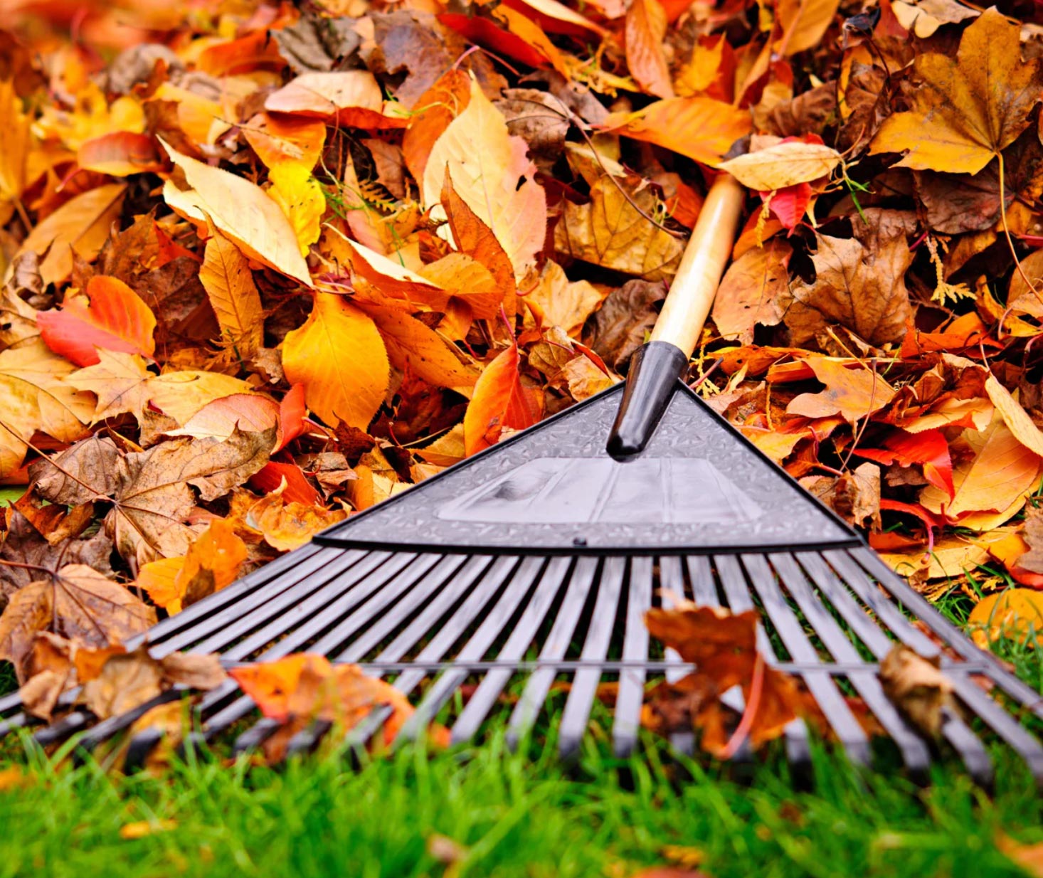 fall-clean-img Fall Cleanups - Off The Road Lawn Maintenance, Salem, OR