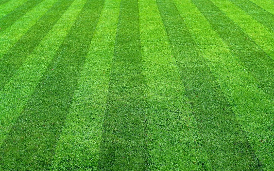 Why Regular Lawn Maintenance Is the Secret to a Healthy Yard