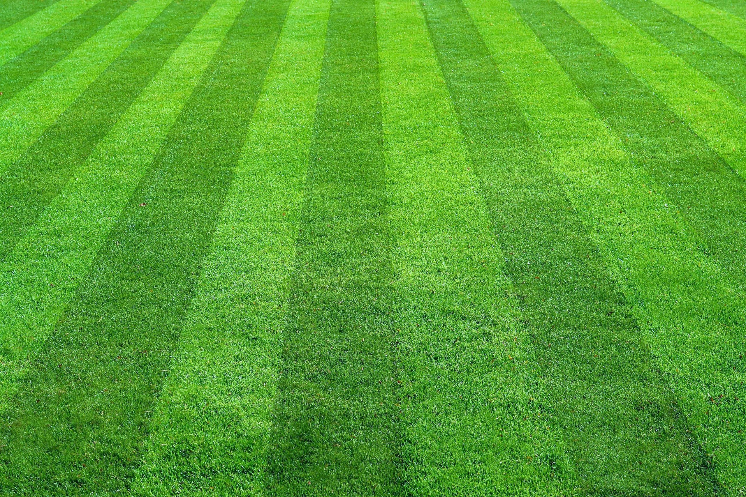 green grass Close-up of a green lawn with alternating light and dark grass stripes forming a striking pattern, expertly maintained by our Salem-based landscaping services.