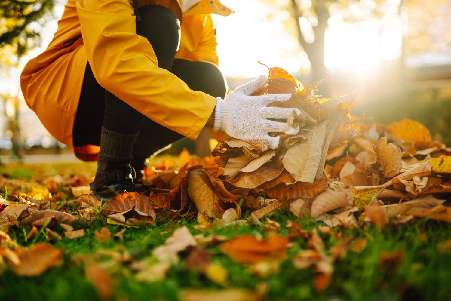 Person in a yellow coat rakes autumn leaves into a pile on green grass in sunlight.