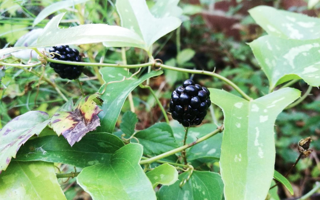 Winter Is the Best Time for Blackberry Control in Salem, OR!