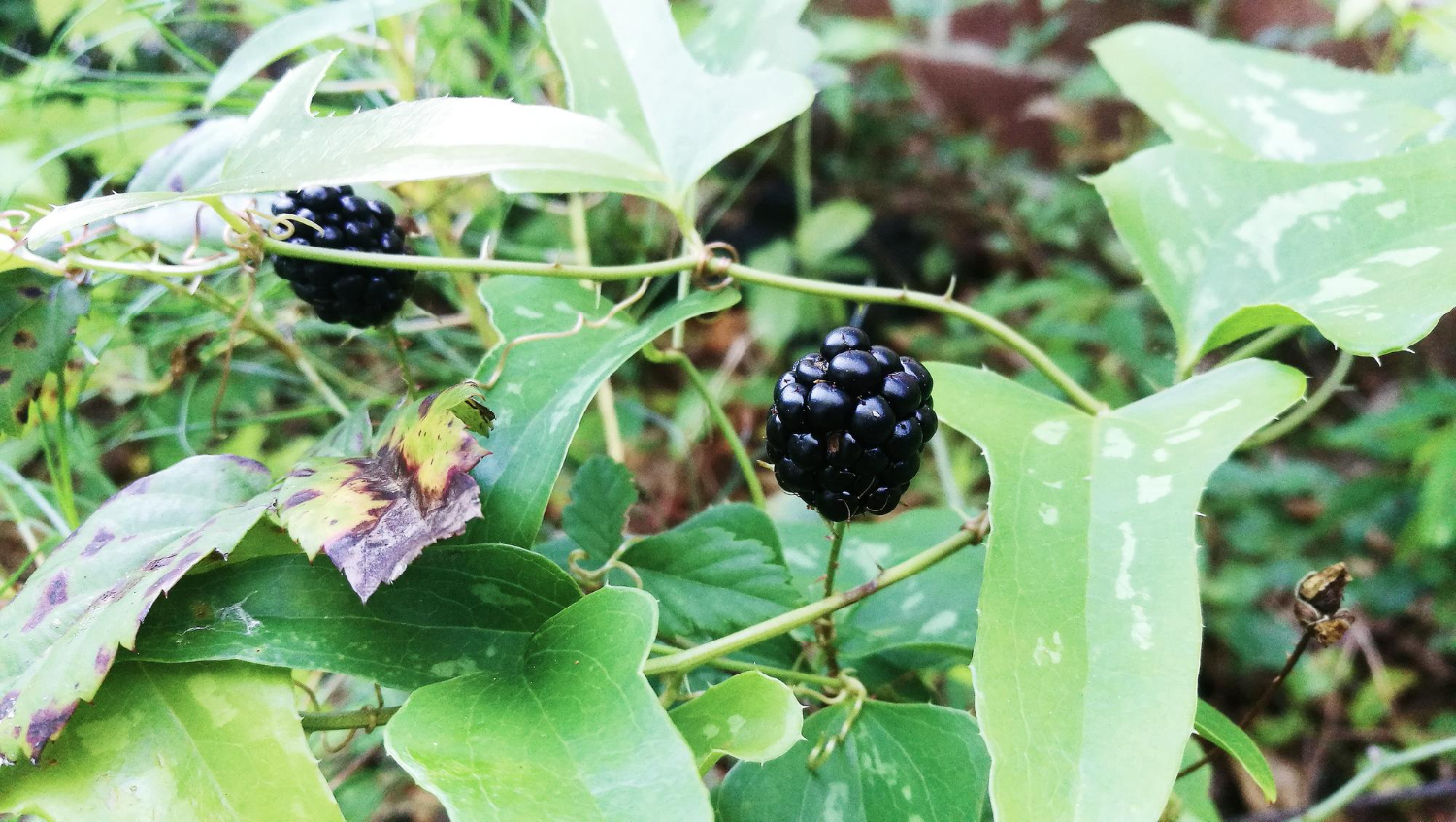3500856 Close-up of ripe blackberries growing on a vine surrounded by green leaves.