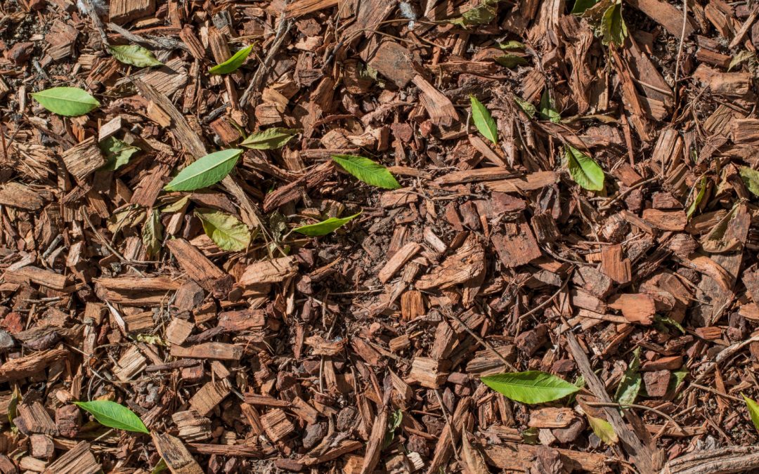 Choosing the Right Mulch: Colors, Types, and Benefits for Your Landscape