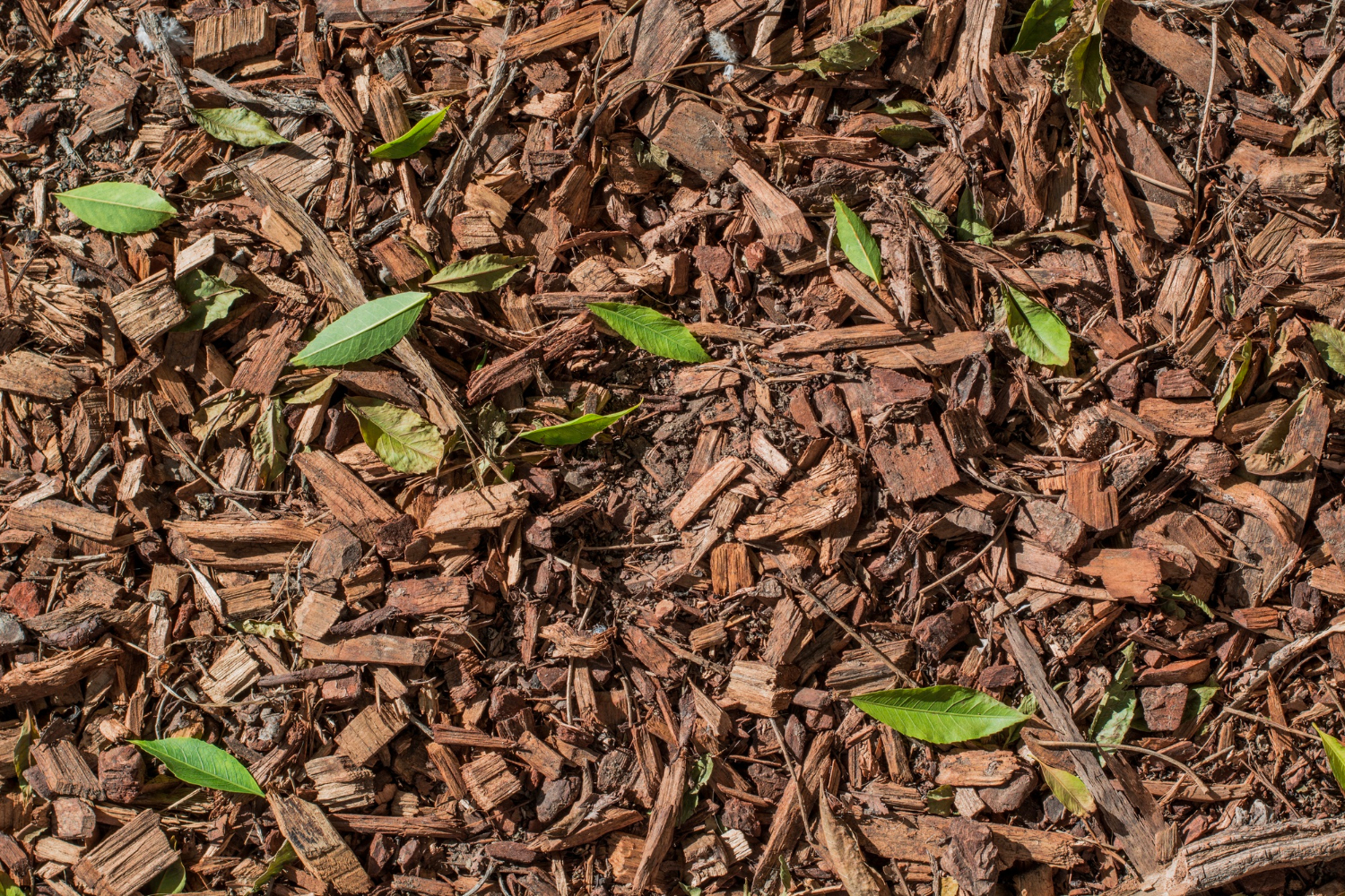 2147625837 Wood chips mulch scattered with green leaves on the ground, creating a natural, textured surface.