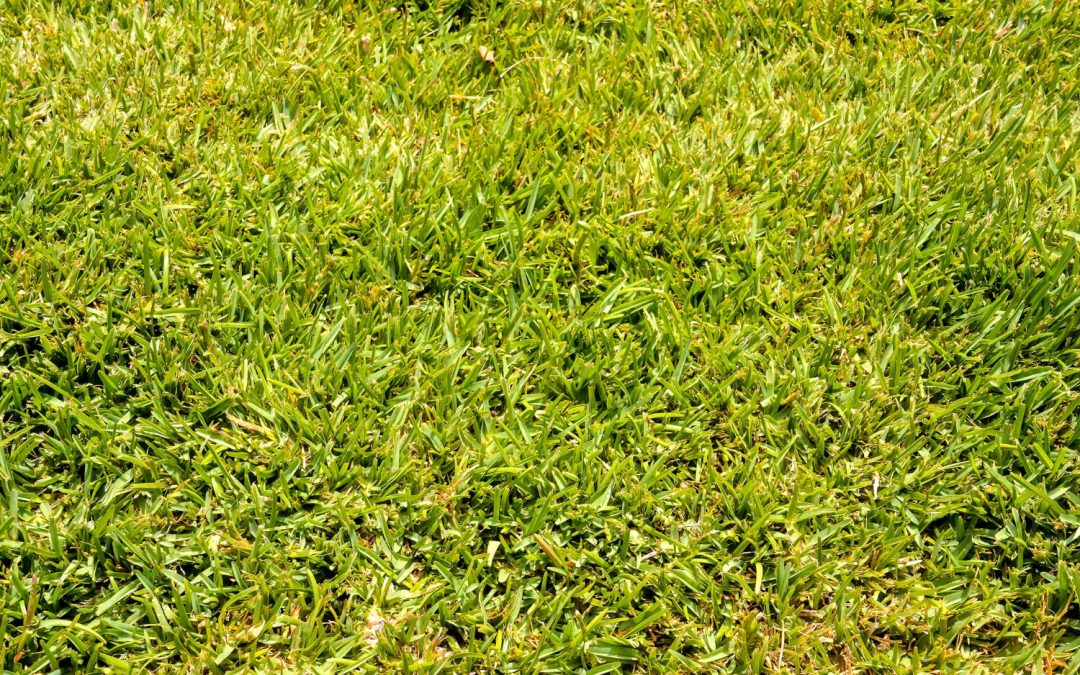Sod Installation vs Seeding: Which Is the Better Choice for Your Lawn?